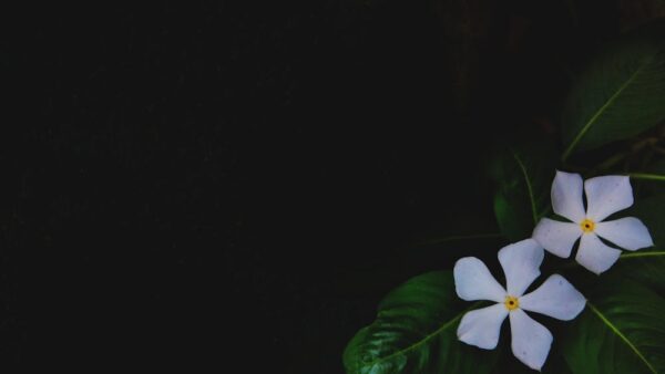 Tag heading H1, H2, H3: come usarli correttamente per la SEO