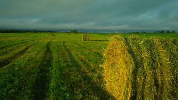 Come impostare Google Search Console per WordPress: guida completa