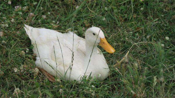 Guest posting: come scrivere articoli ospite per la link building