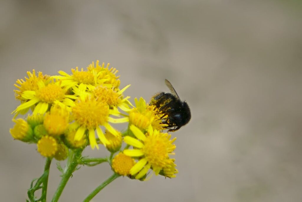 SEO e accessibilità web: come rendere il sito fruibile e ben posizionato