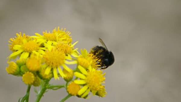 SEO e accessibilità web: come rendere il sito fruibile e ben posizionato