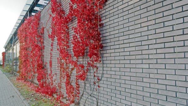 Cosa sono i backlink e perché sono importanti per il posizionamento