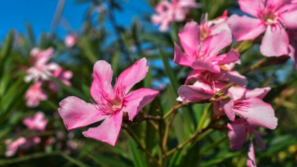 Cos'è Google Search Console e perché ogni sito ne ha bisogno