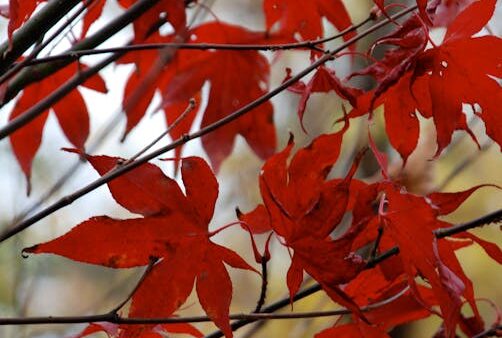 Come scrivere un title tag perfetto per la SEO