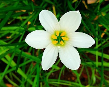 Indicizzazione semantica latente (LSI): cos'è e come usarla