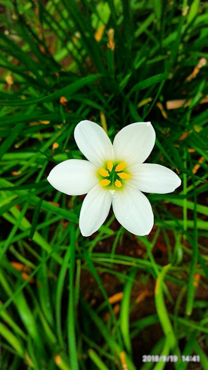 Indicizzazione semantica latente (LSI): cos'è e come usarla