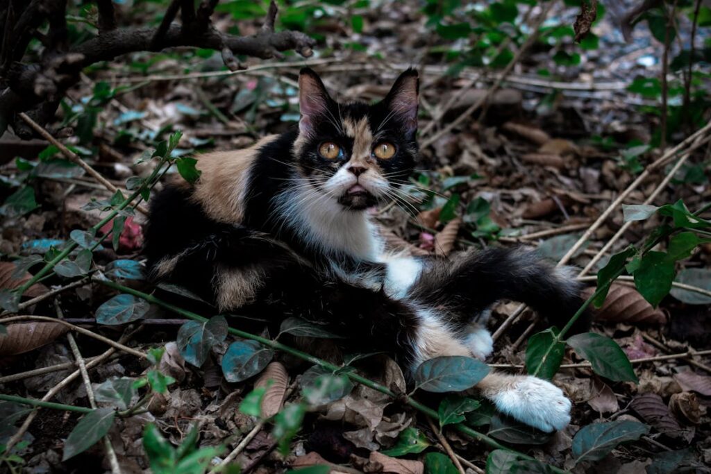 Come usare Ubersuggest per la ricerca di keyword