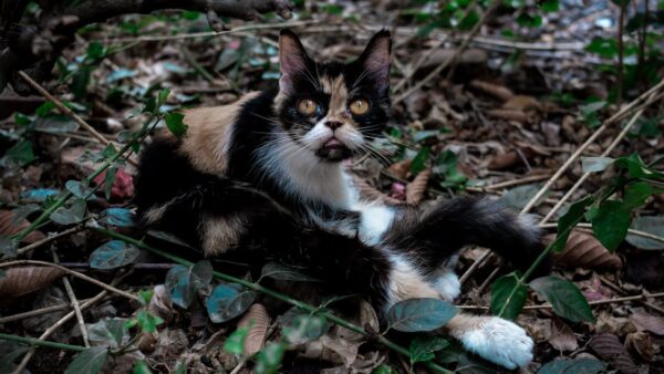 Come usare Ubersuggest per la ricerca di keyword