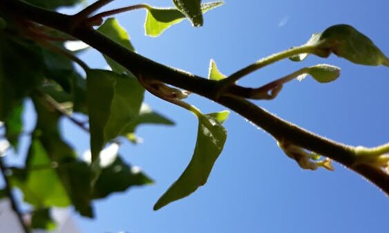 Come fare un audit dei contenuti per migliorare la SEO