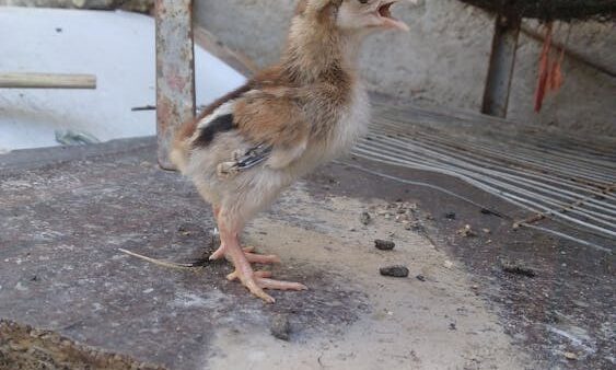 Topic cluster: cos'è e come strutturarlo per la SEO