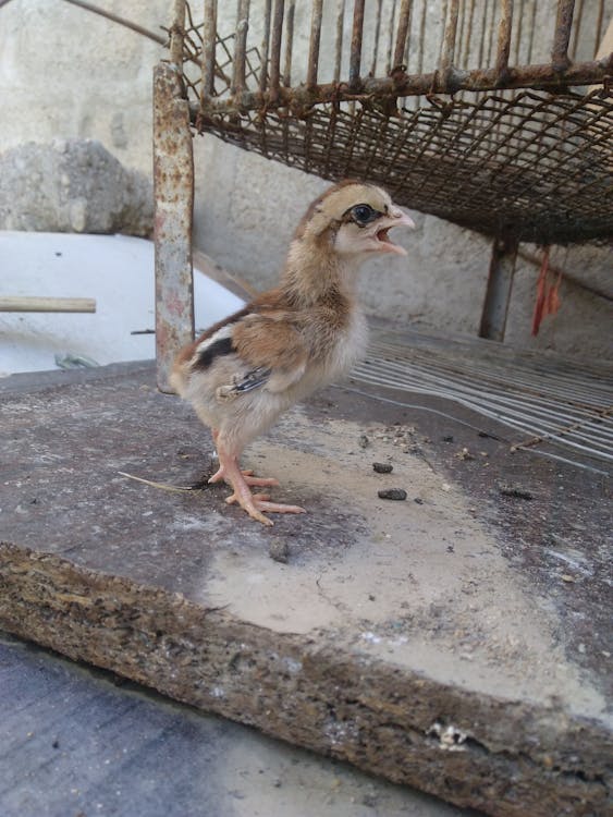 Topic cluster: cos'è e come strutturarlo per la SEO