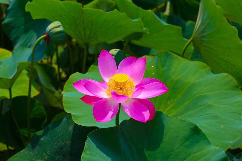 All in One SEO Pack: guida completa al plugin per WordPress