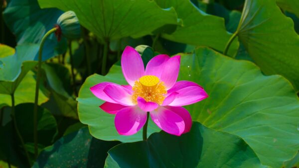 All in One SEO Pack: guida completa al plugin per WordPress