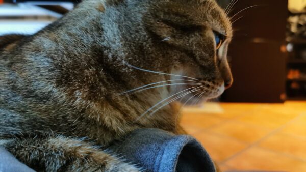 Come fare SEO per WooCommerce nel 2025