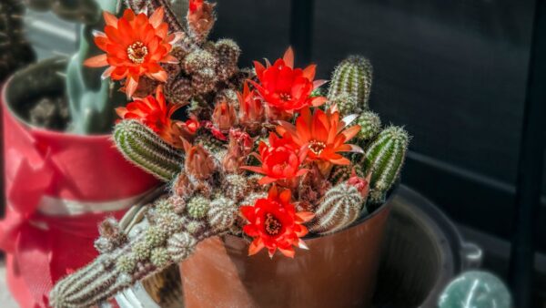 SEO per il settore energetico: come posizionare aziende green