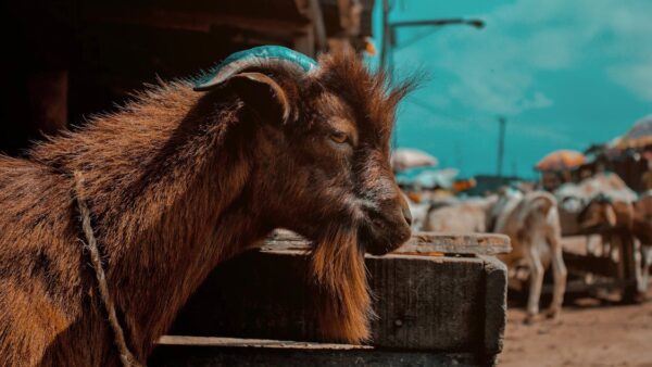 SEO e dati strutturati nel 2025: oltre Schema.org