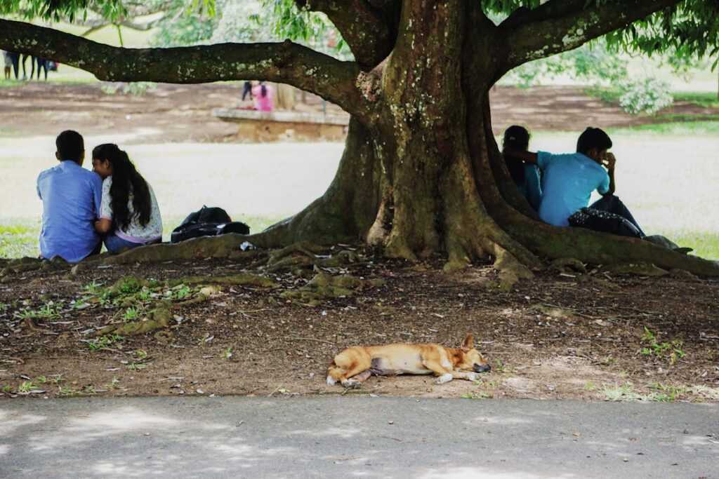 Tendenze SEO 2026: previsioni sul futuro della ricerca