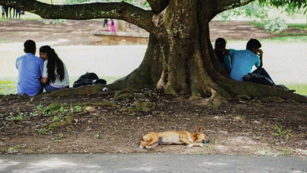 Tendenze SEO 2026: previsioni sul futuro della ricerca